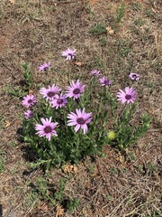 Dimorphotheca spectabilis