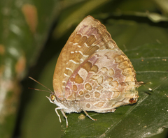 Arhopala bazaloides