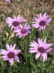 Dimorphotheca spectabilis