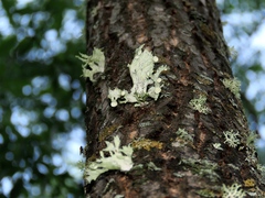 Ramalina sinensis