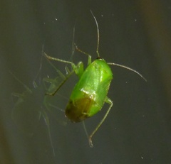 Apolygus spinolae