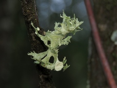 Ramalina sinensis