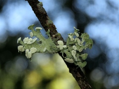 Ramalina sinensis