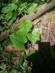 Cissus repens