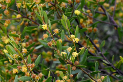 Acacia montana