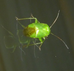 Apolygus spinolae