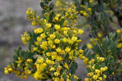 Acacia brachybotrya
