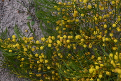 Acacia euthycarpa