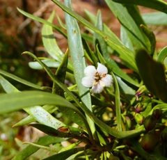 Myoporum montanum