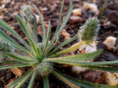 Plantago bellardii