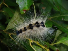 Acronicta major