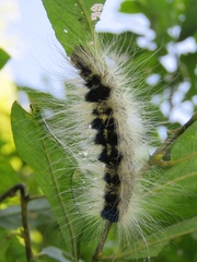 Acronicta major