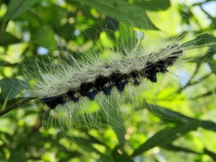 Acronicta major