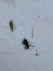 Andrion regensteinense