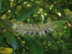 Acronicta major