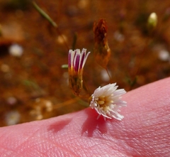 Podolepis capillaris