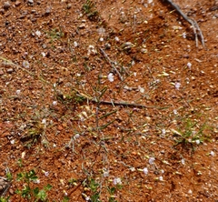 Podolepis capillaris