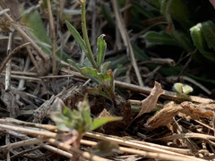 Wahlenbergia marginata