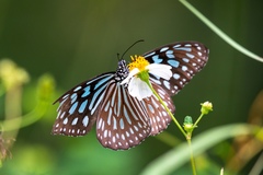 Ideopsis similis