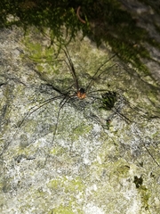 Amilenus aurantiacus