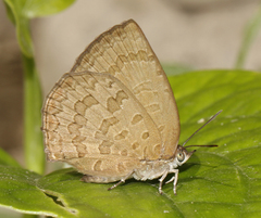 Arhopala paramuta