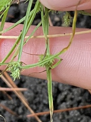 Cyperus nipponicus