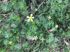 Ranunculus amphitrichus