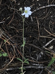 Stellaria longipes