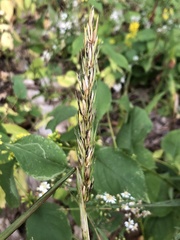 Elymus curvatus