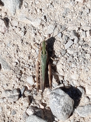 Chorthippus brunneus