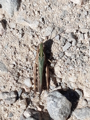 Chorthippus brunneus