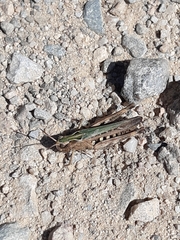 Chorthippus brunneus