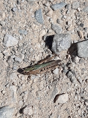 Chorthippus brunneus