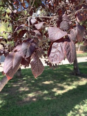 Prunus cerasifera pissardii