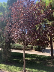 Prunus cerasifera pissardii