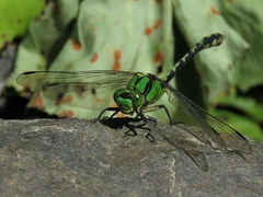 Ophiogomphus obscurus
