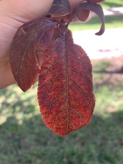 Prunus cerasifera pissardii