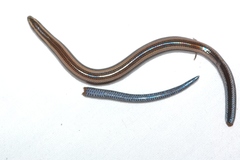 Scelotes bidigittatus