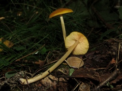 Pluteus chrysophaeus