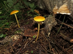 Pluteus chrysophaeus