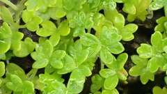 Hydrocotyle foveolata