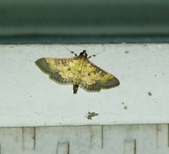 Diacme elealis