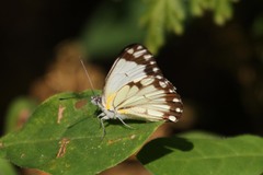 Belenois creona severina