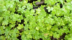 Hydrocotyle foveolata