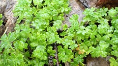 Hydrocotyle foveolata