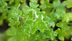 Hydrocotyle foveolata