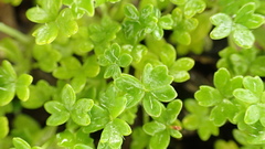Hydrocotyle foveolata