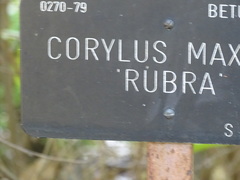 Corylus maxima