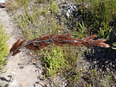 Thamnochortus cinereus