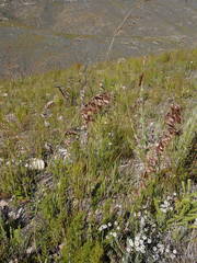 Thamnochortus cinereus
